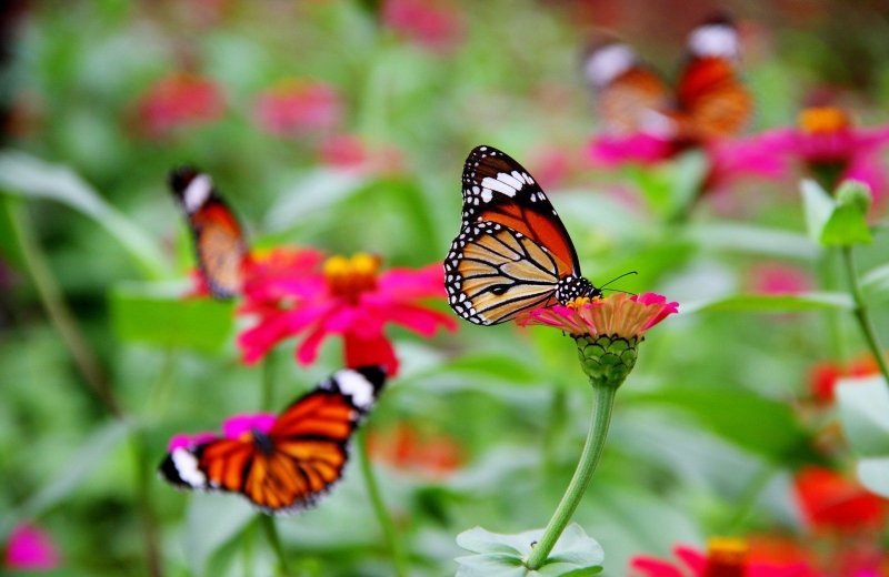 Butterfly Garden Grevenmacher